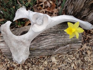 daffodil-bone