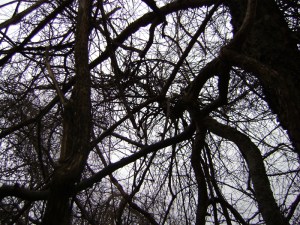 nightbranches