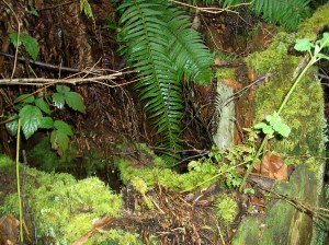 Carkeek-Park-Old-tree-stump-3364