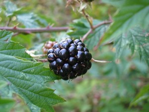 36350018_fdd474c113_z