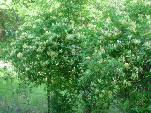 honeysuckle may 13