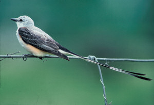 scissor_tailed_flycatcher